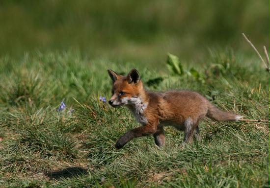 Fox <i>Vulpes vulpes</i>